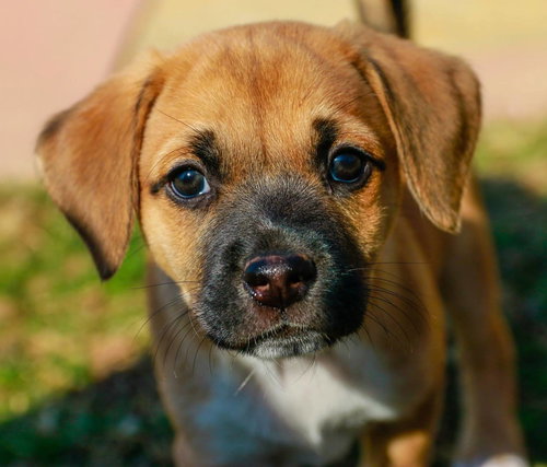 Oscar