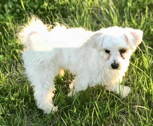 Toby