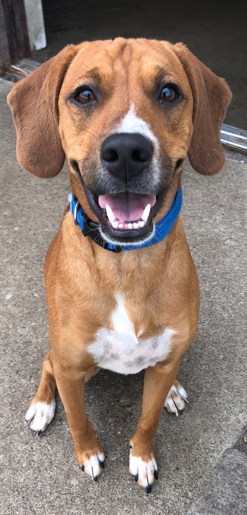 Cooper