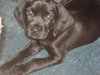 Murdock