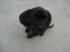 Murdock