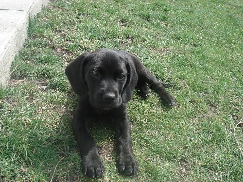Murdock
