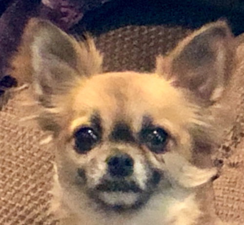 Daphne
