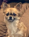 Daphne