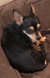 Buddy