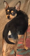 Buddy