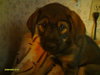 Buddy