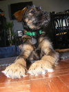 Buddy