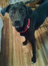Duchess