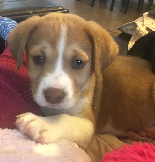 Darla