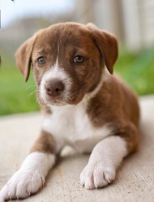 Ginger