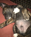 Spanky