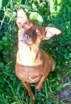 Toby