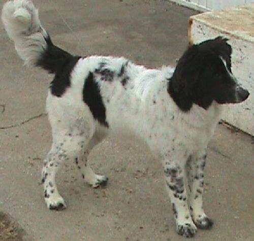 Roxy