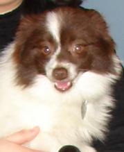 Gizmo