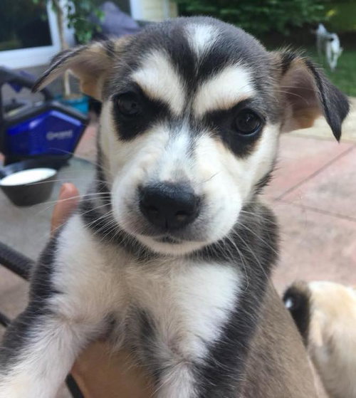 Zorra
