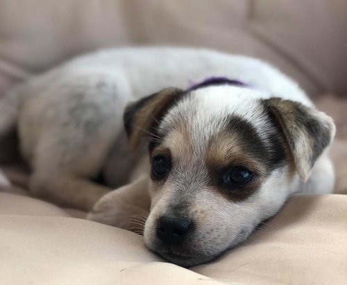 Piper