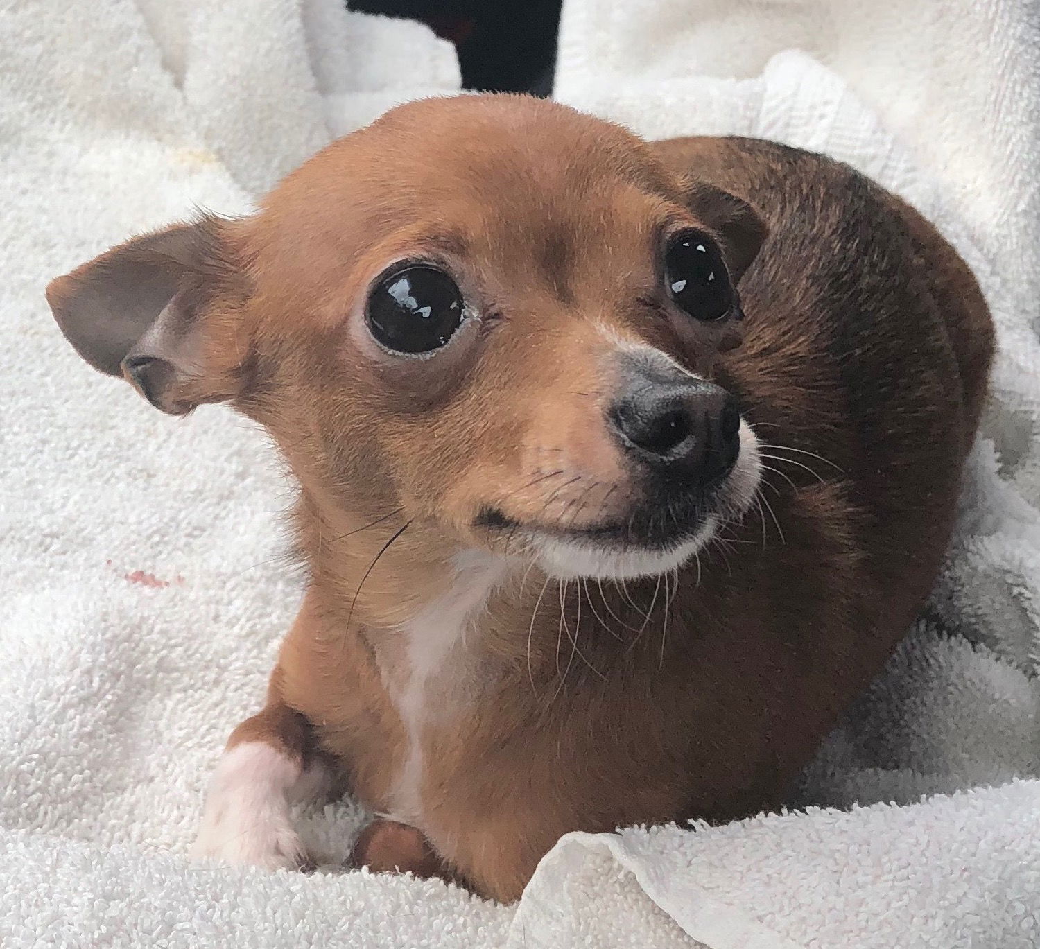 Mocha chihuahua hot sale