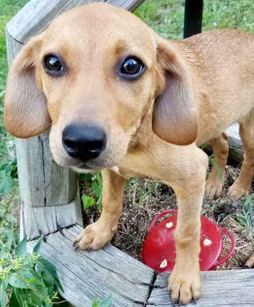 Little Ann