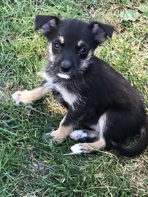 Dakota