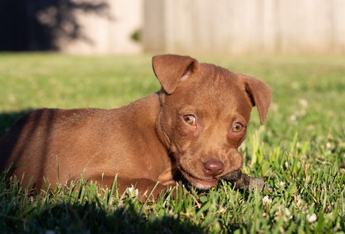 Cocoa