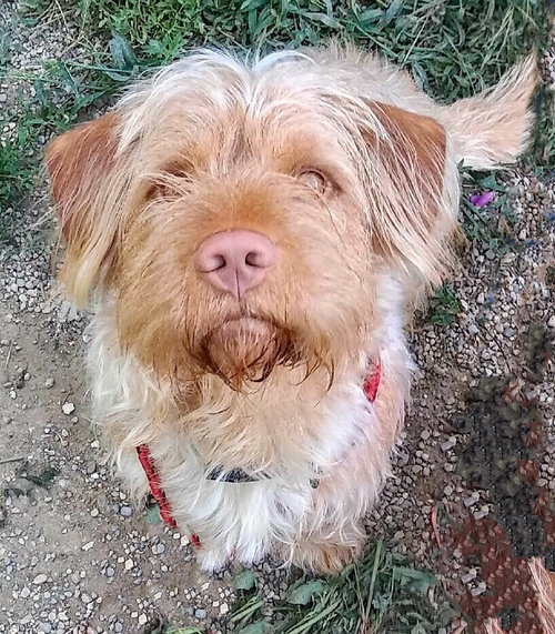 Cooper