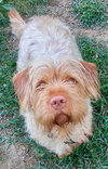 Cooper