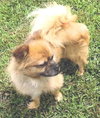 Grady