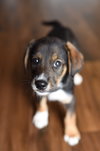 Buster