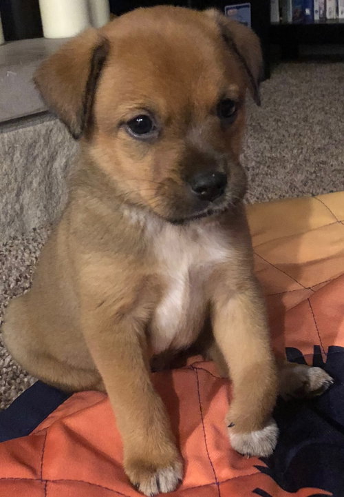 Cinnamon