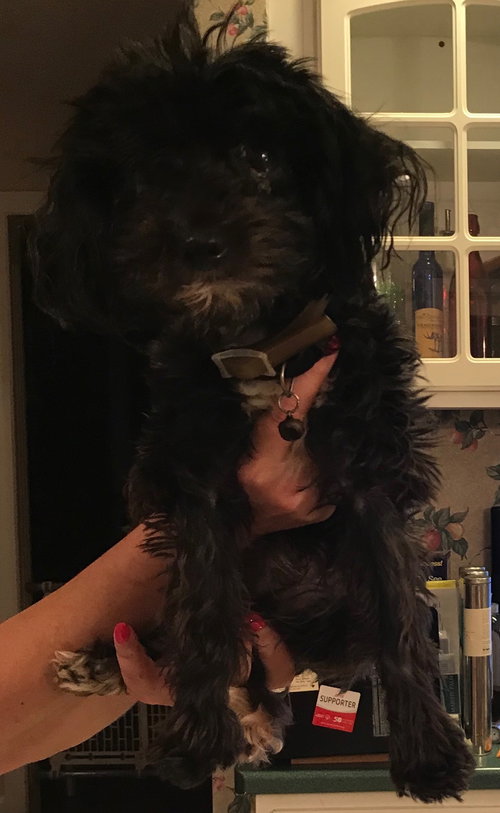 Buddy and Scamper