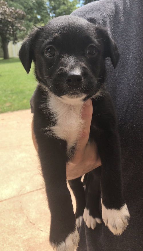 Oreo
