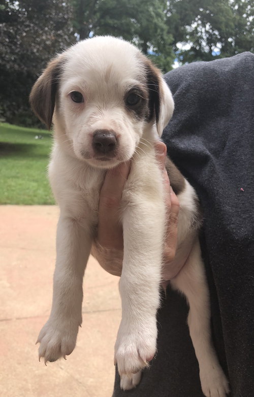 Daisy