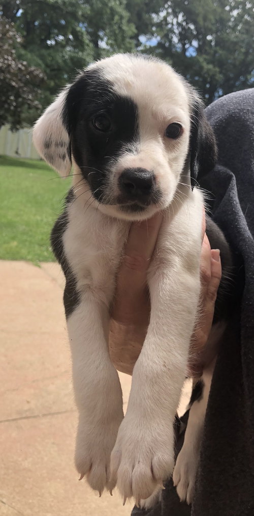 Duke