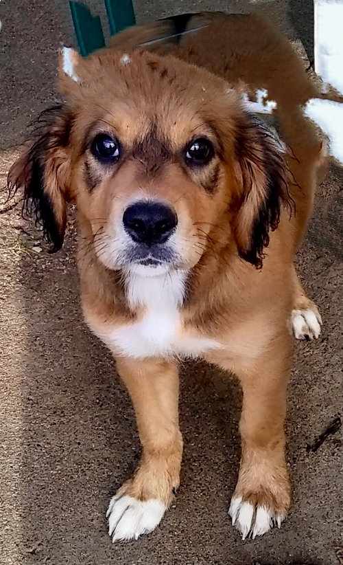 Dalila
