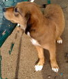 Dalila