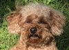 Annie