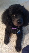Pippa