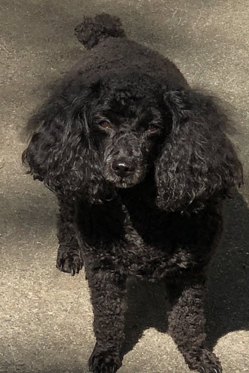 Pippa