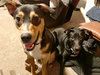 Stella and Dante