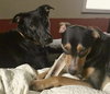 Stella and Dante