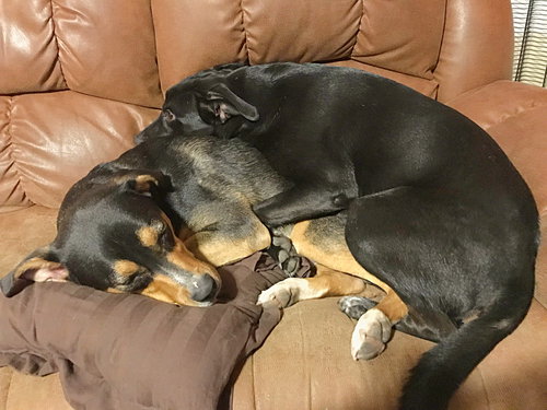 Stella and Dante