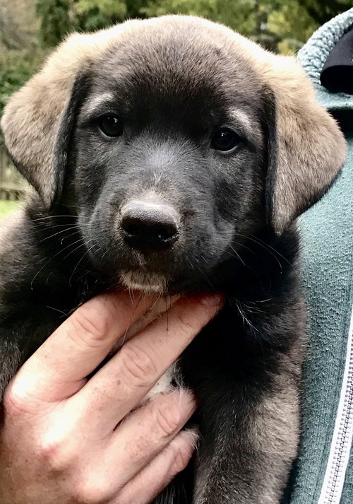 Grizzly