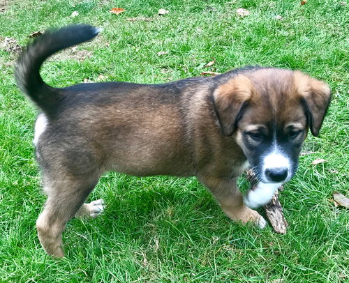 Sampson