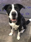 Buddy