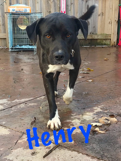 Henry