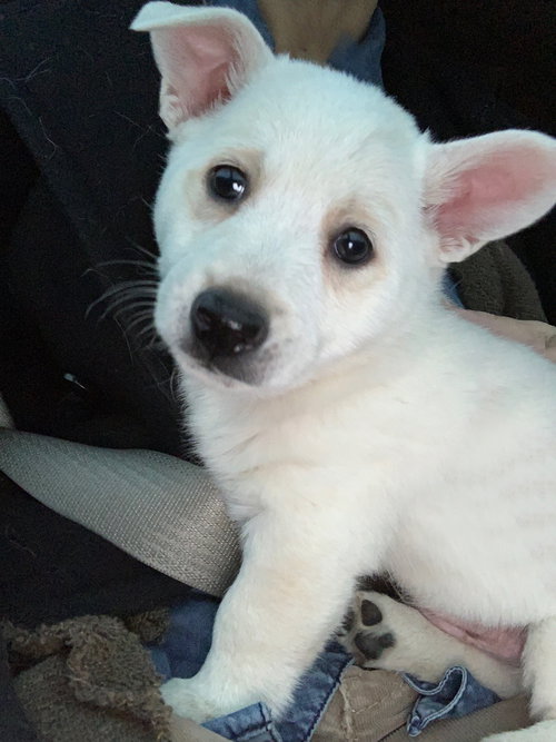 Gus