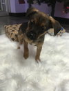 Harper
