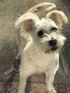 Annie