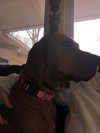 Bonnie